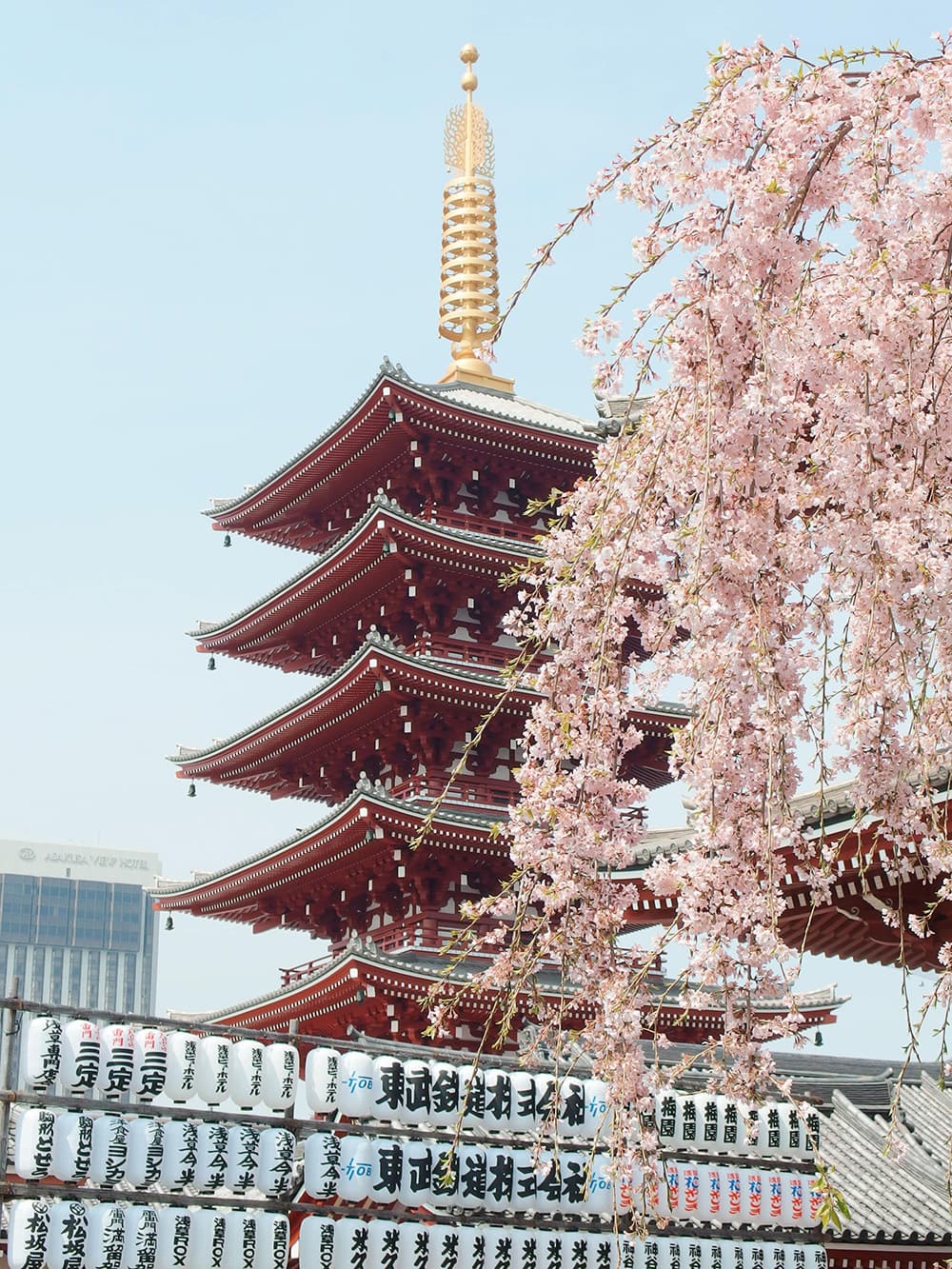 Tokyo: Senso-ji temple pagoda with cherry blossoms in Tokyo
